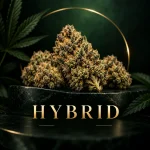 Hybrid