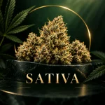 Sativa